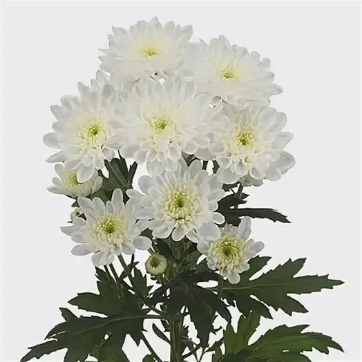 Spray chrysanthemum