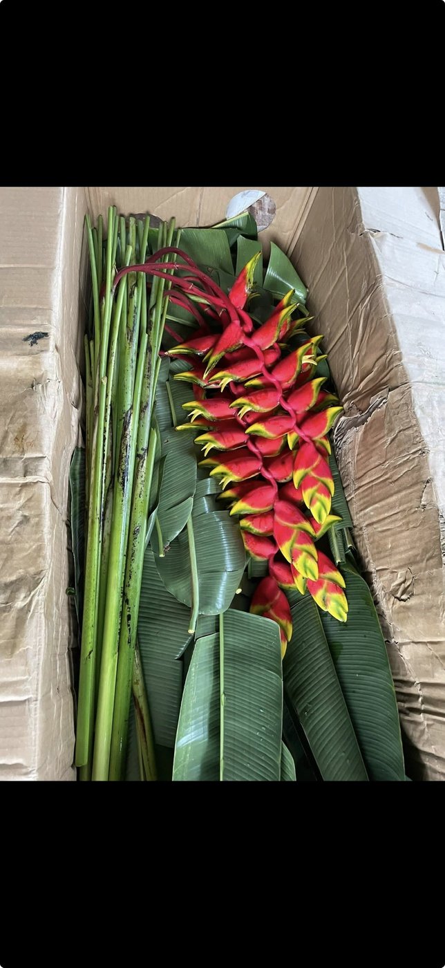 Firebird heliconia packed for shipment