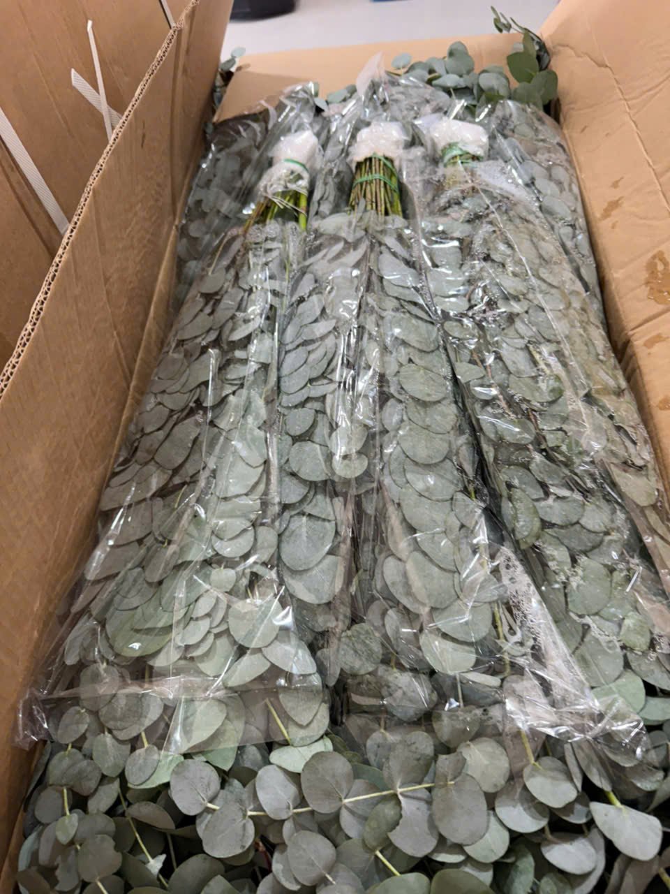 Eucalyptus greenery packed for shipment