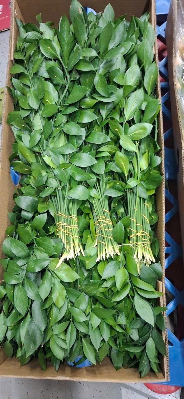 Ruscus foliage