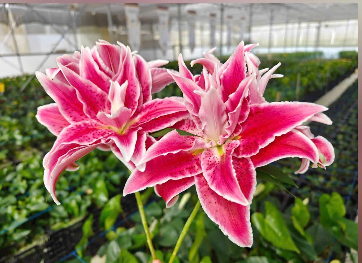 Double-flowered Roselily