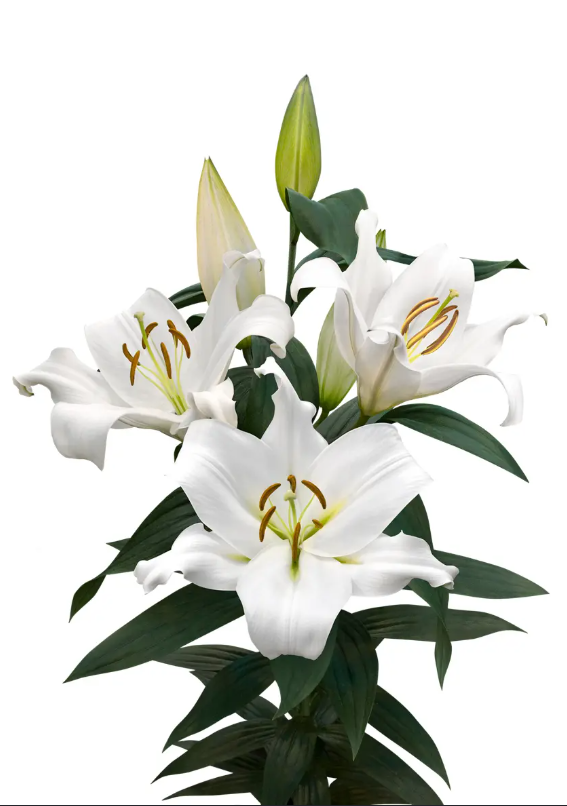 White Oriental Zambezi lily