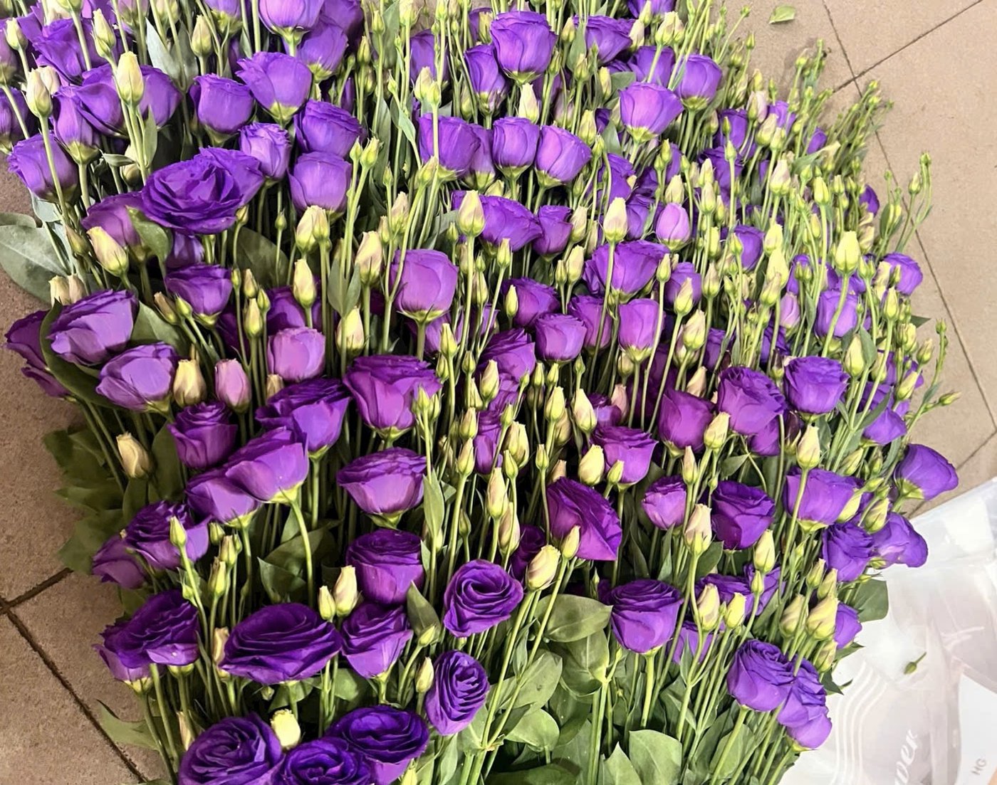 Lisianthus