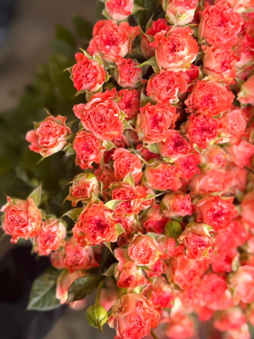 Spray roses